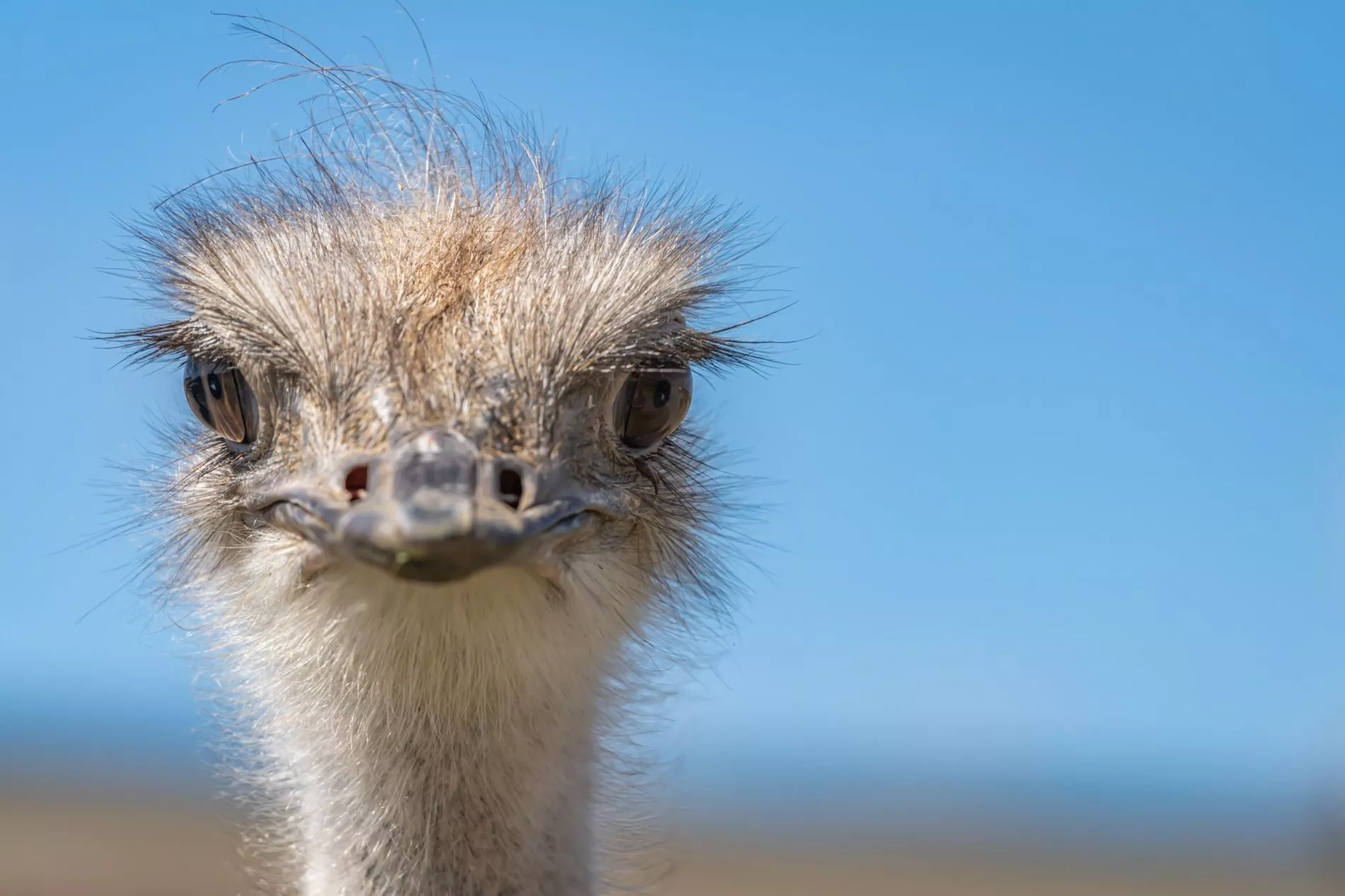 Ostrich 2